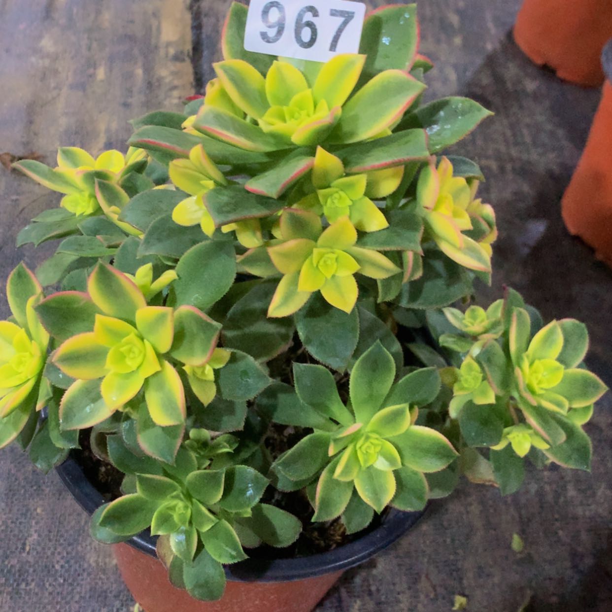 【闪购商品】967艳日辉多肉