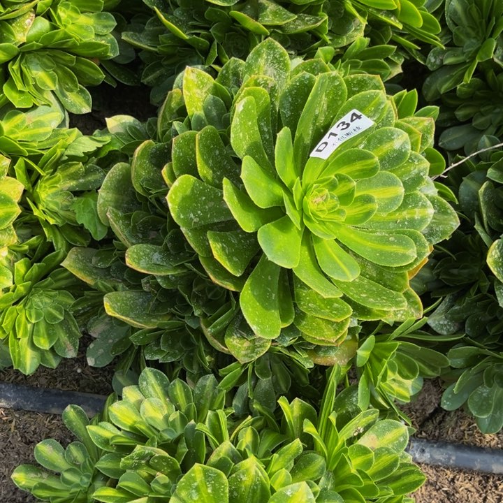 134翡翠琉璃多肉法师不包断枝