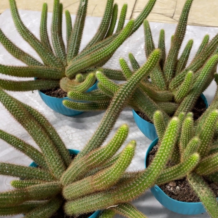 超大群新品金妞橙仙子68