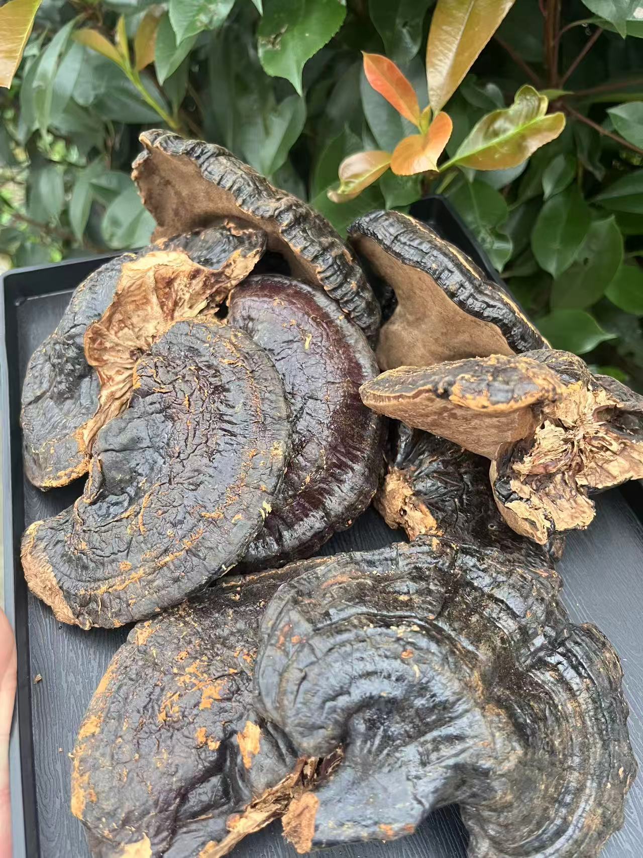 云南黑灵芝滋补佳品（中秋福利滋补好物）
