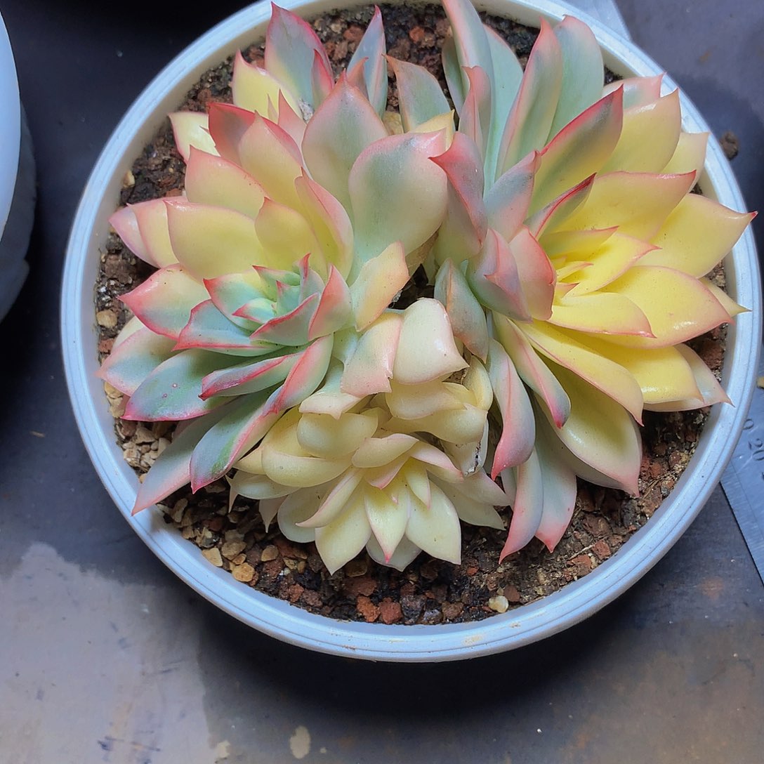 静**澜哈哈哈哈哈哈哈