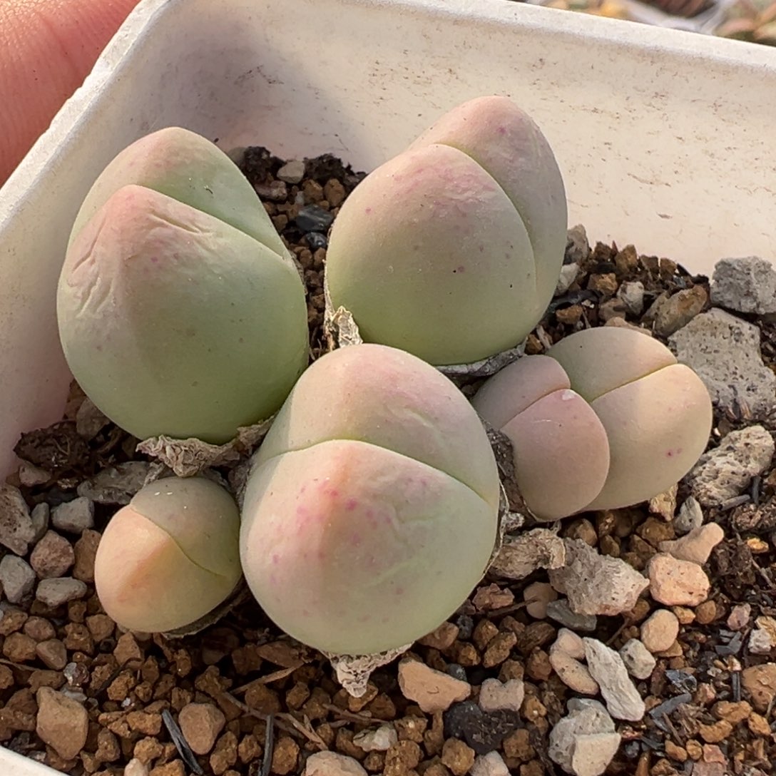 128多肉植物种类多样