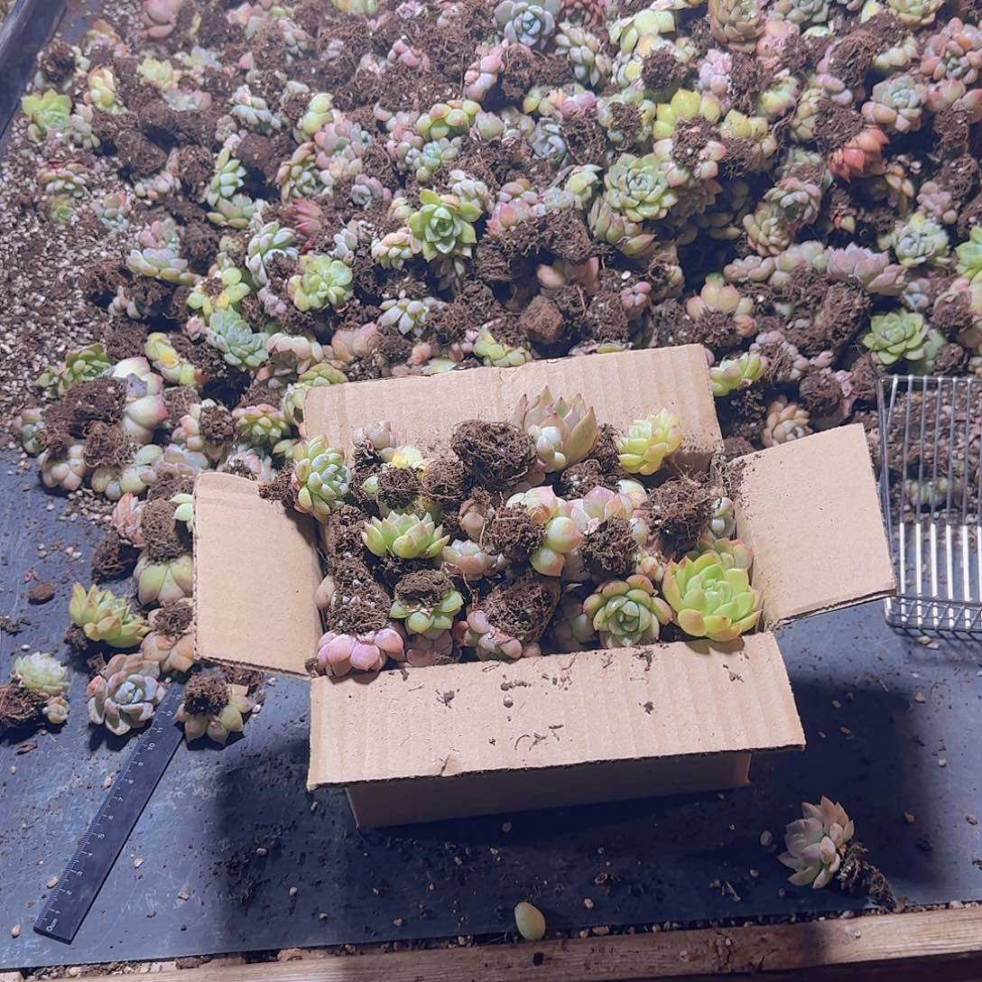 整箱保底50颗以上