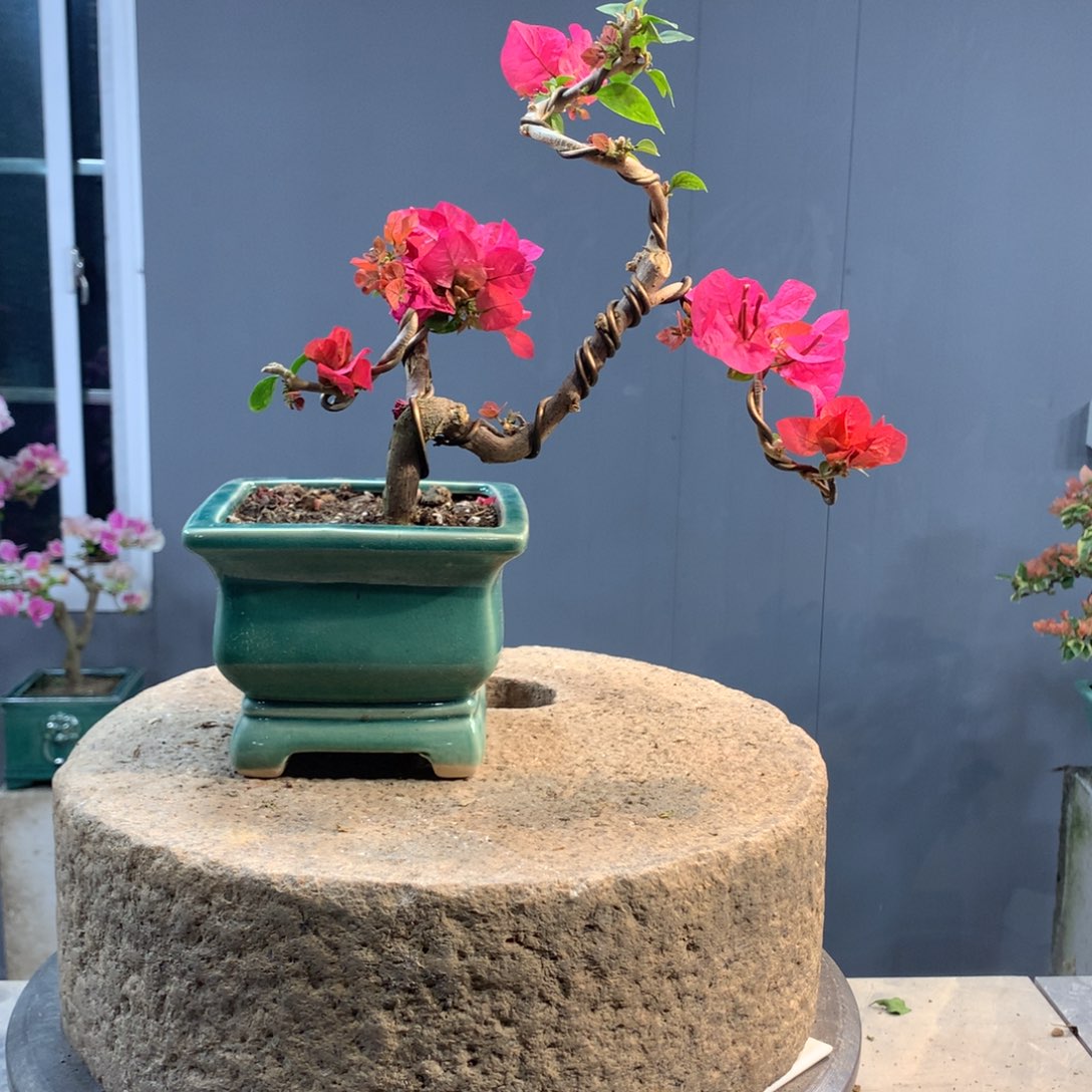 大量花朵（建议范围：8朵-15朵 或40%以上）