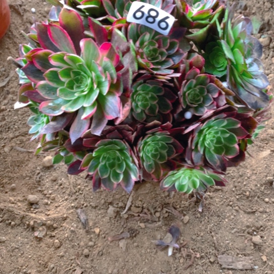 无花朵686多肉植物万花筒