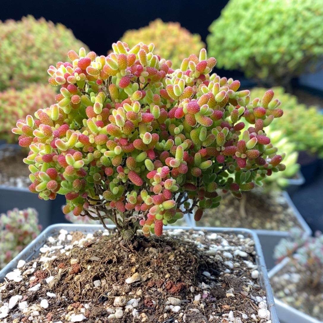 琪***琪924蜜橘糖球。      
