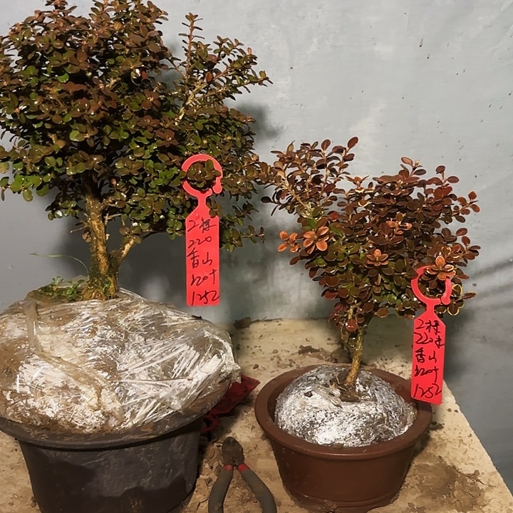 香***叶无花朵安徽珍珠黄杨