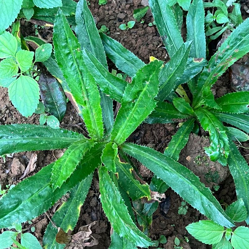 云南特产老缅芫荽佐料拌料新鲜芫荽泰式冬阴功火锅佐料去根发货