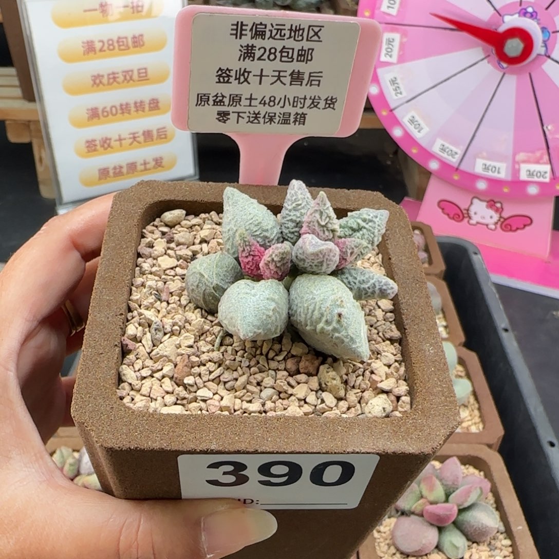 ****巫390倒刺冰淇淋补差多肉植物