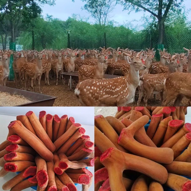 梅花鹿鲜鹿茸 以直播间为准 改价链接
