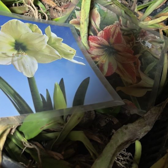 当前无花栽培后可以开花5厘米火舞/月神各4棵