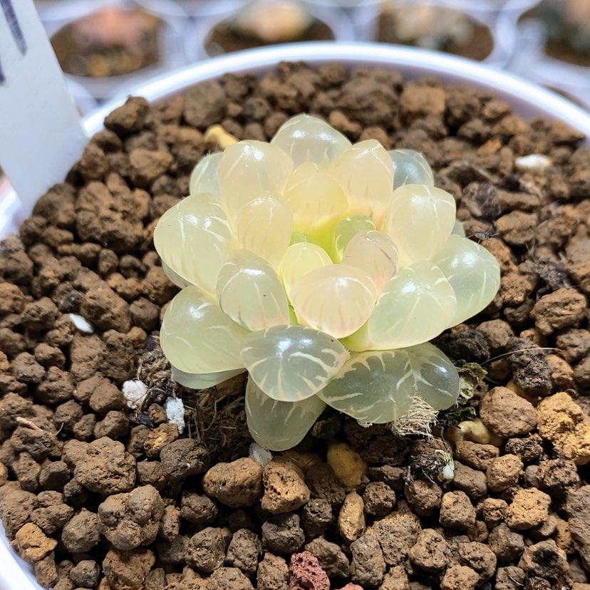 【闪购商品】71糊斑潘灯