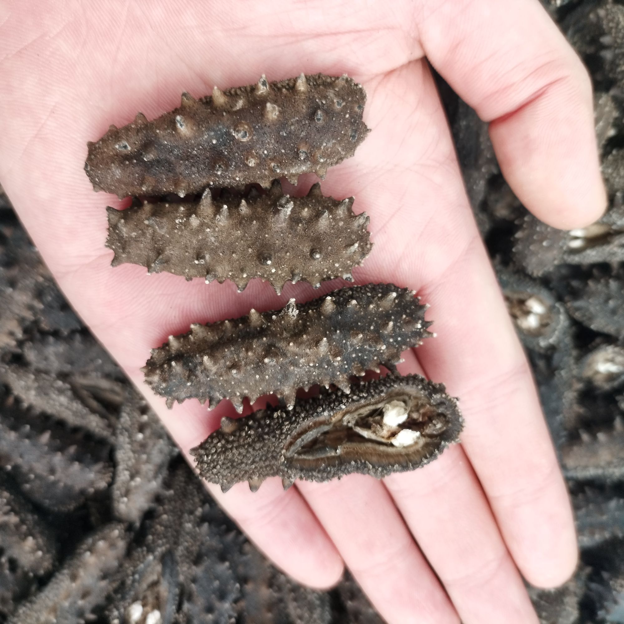 【一斤装】半开口80头左右/斤纯日晒干海参大连辽刺参500g海杨嶋