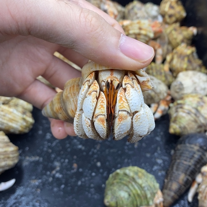 2.9口毛里求斯草莓