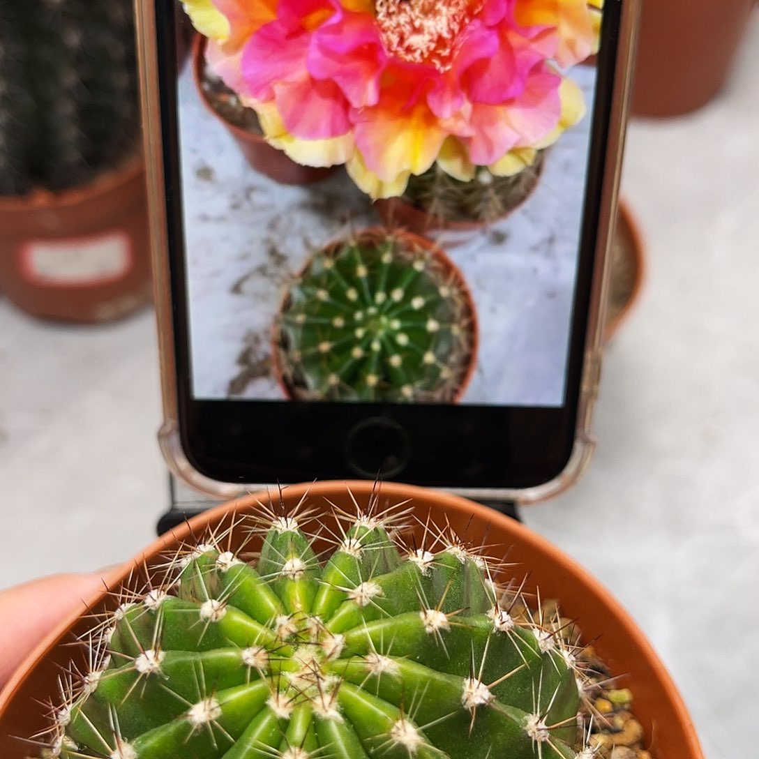 彩草42号6-7公分左右