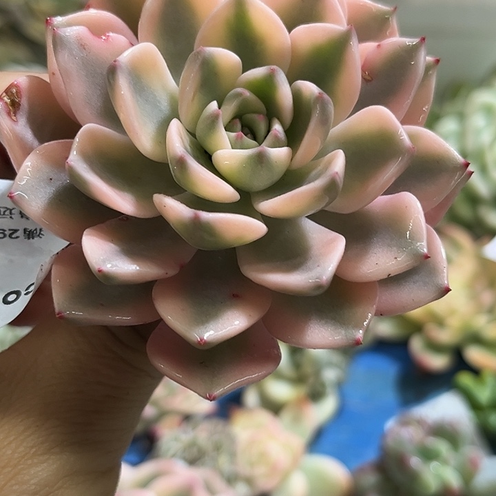 509红粉佳人腹轮锦炸了