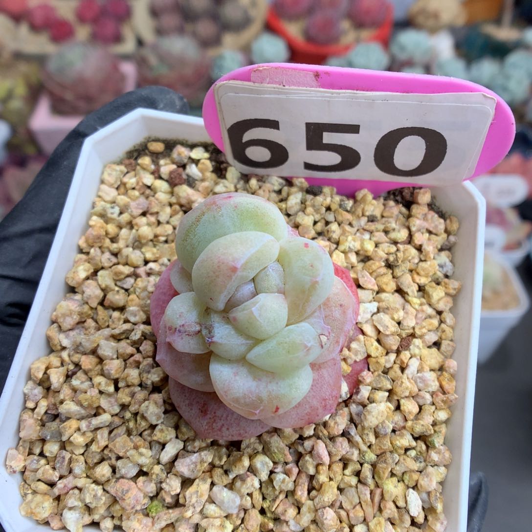 650 特冰玉石化多肉