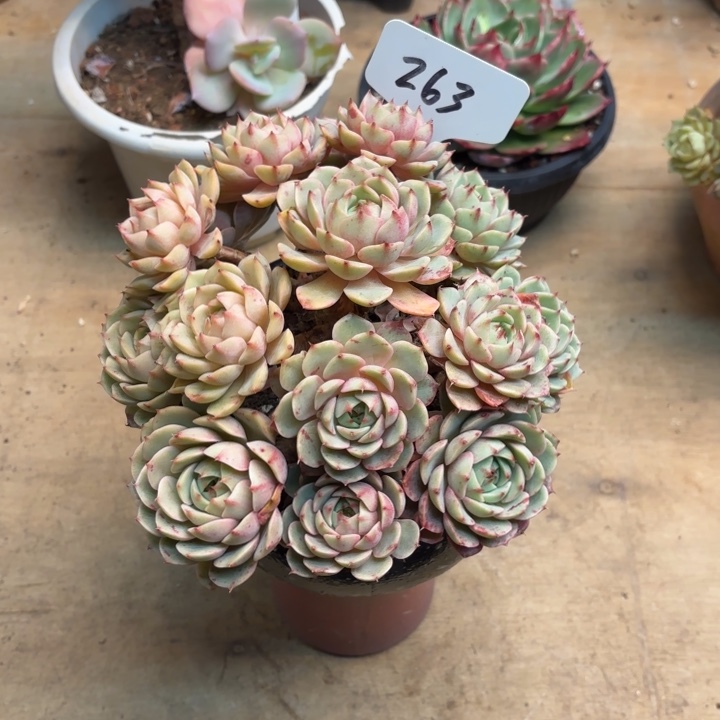 多肉植物，笨吧蒂斯263号