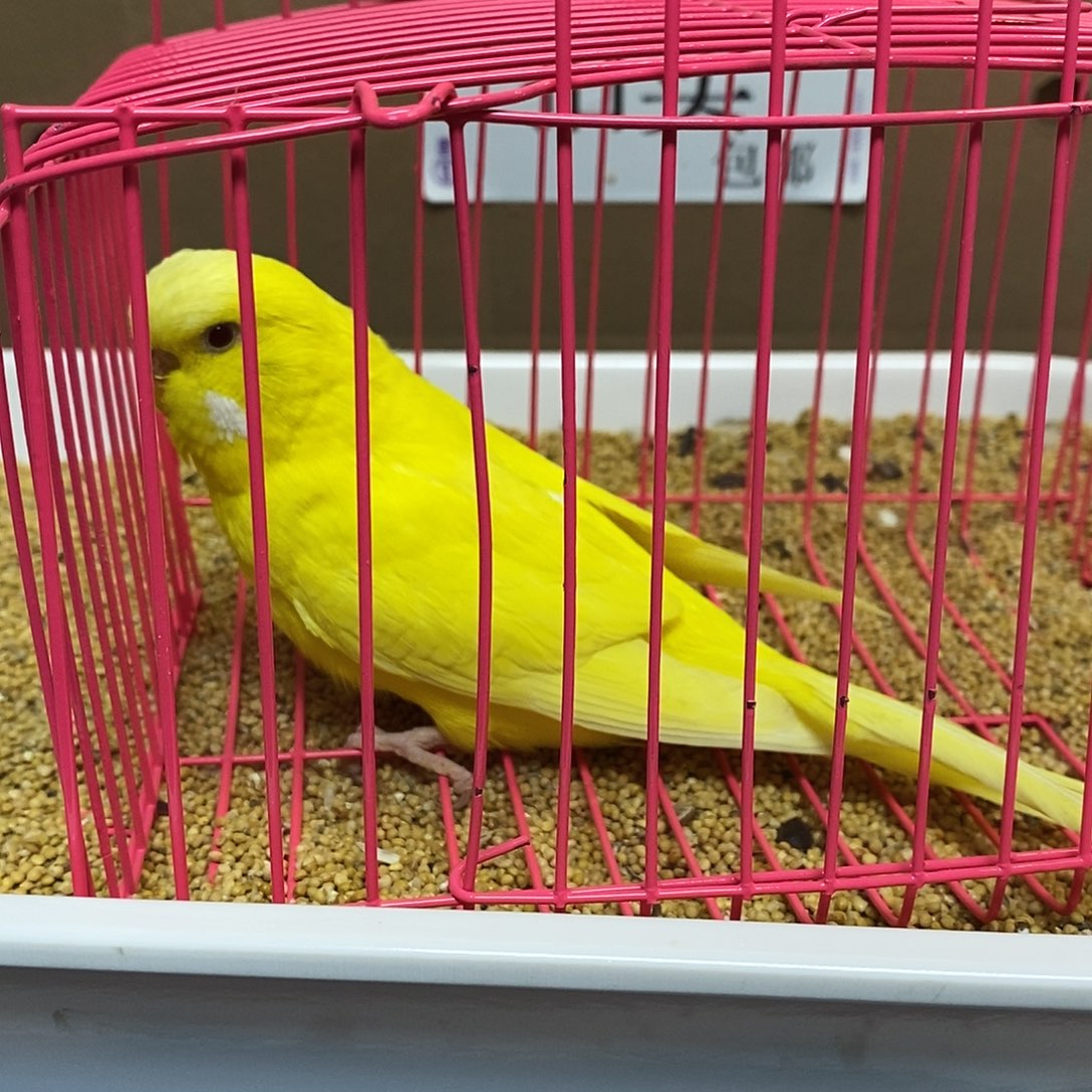 虎皮鹦鹉大头虎皮