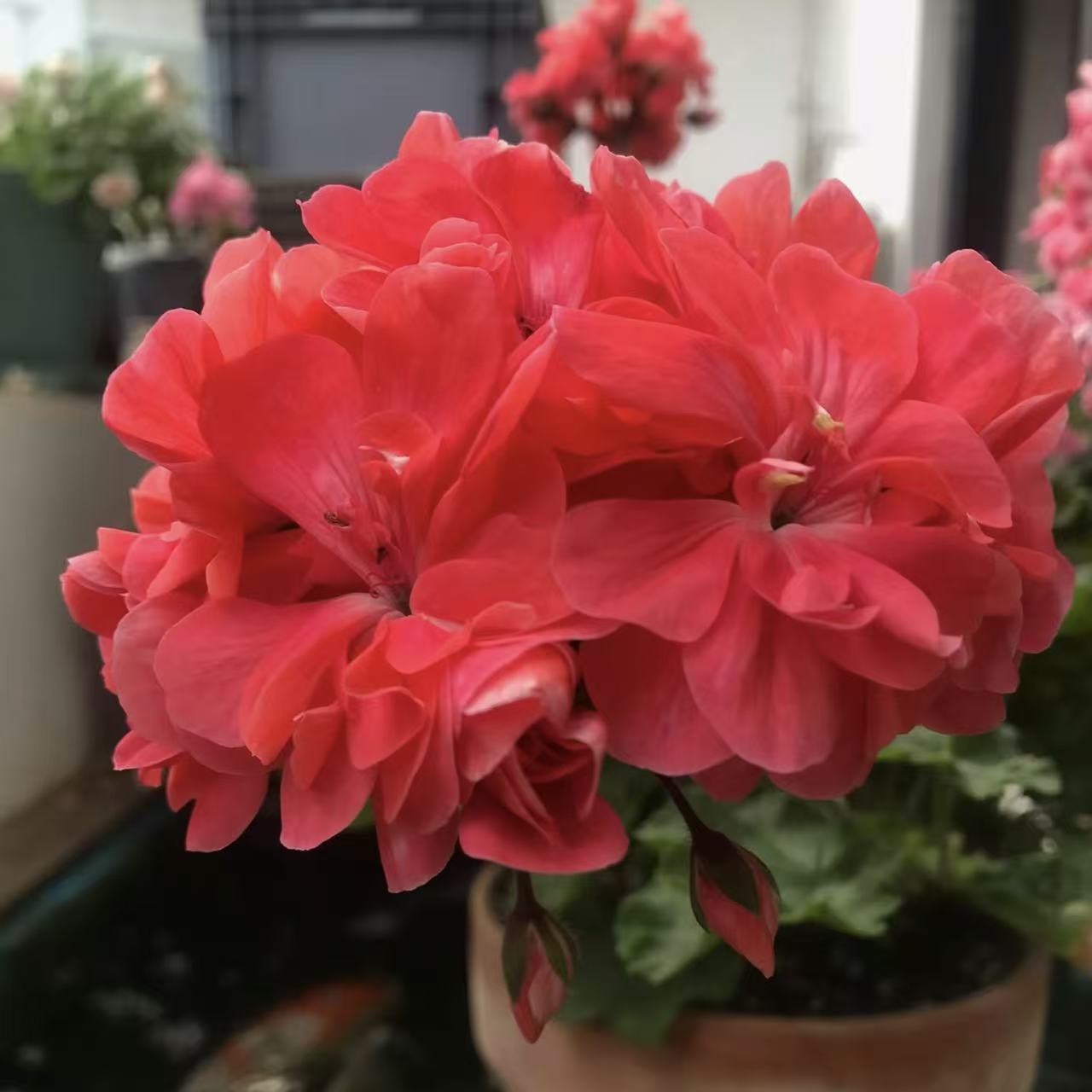 天竺葵【托克尔】花卉盆栽室内外观花植物（不拍保温 不包冻损）