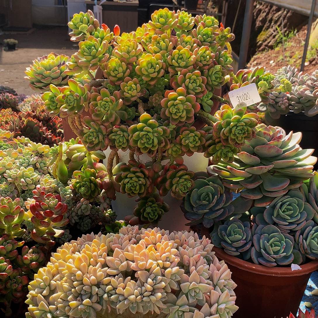 嘻***奶香格里拉31020吨肉多肉