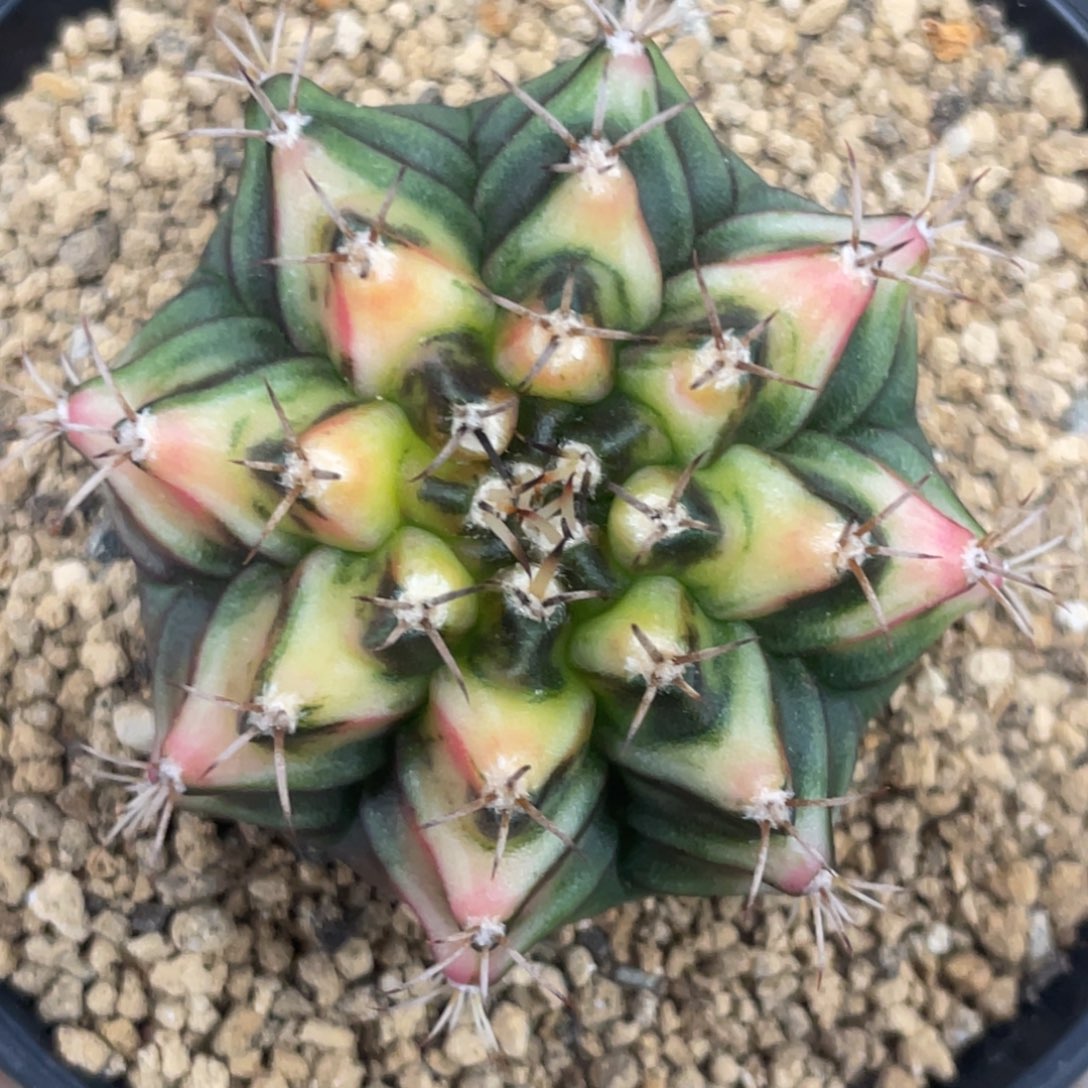 当前无花朵，栽培后可花朵虎斑规律三角V背锦