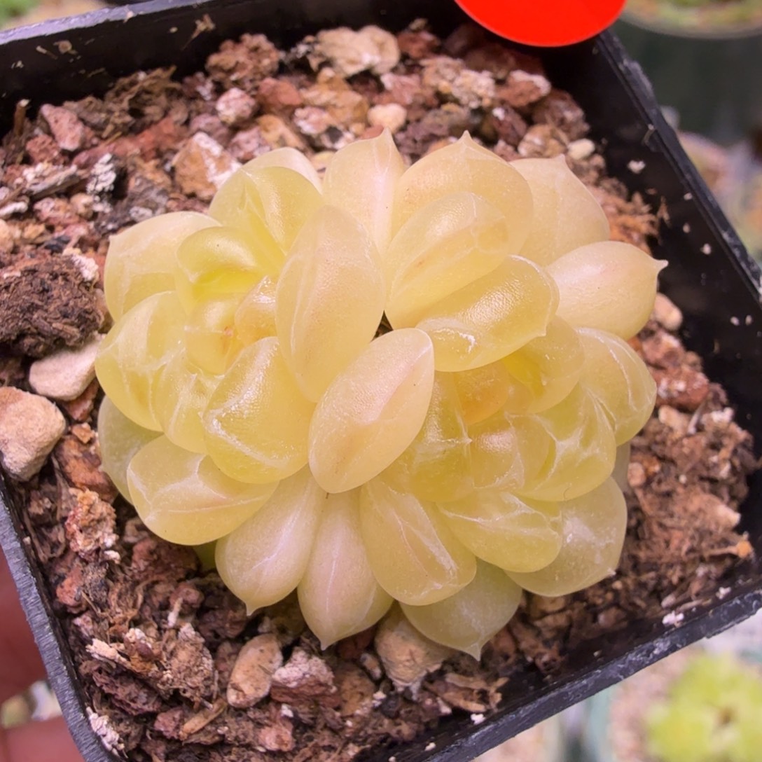 7号3头现金一物一拍