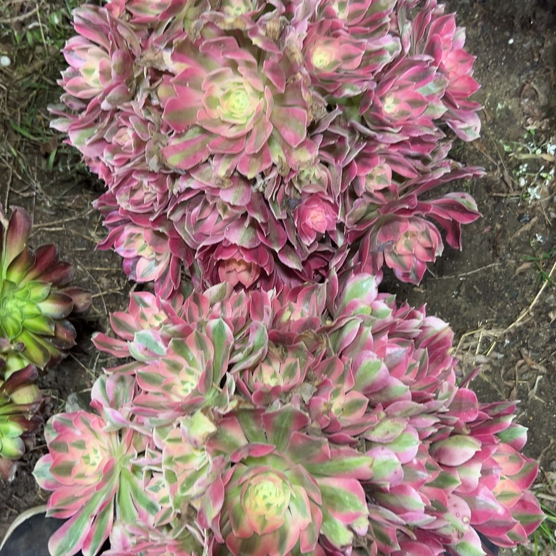 我***你多378肉植物组合3个