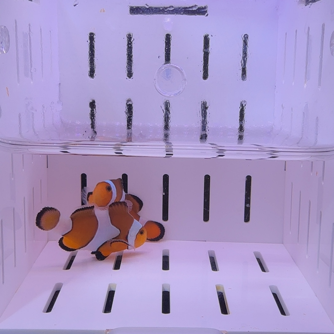 海水鱼公子一对包邮