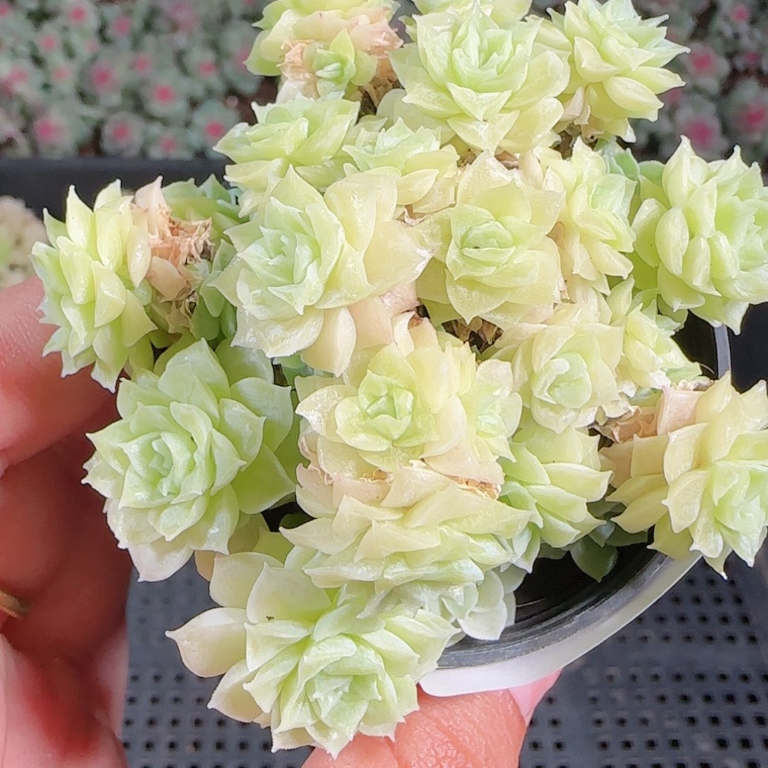 0921-47麦秆优选不包整