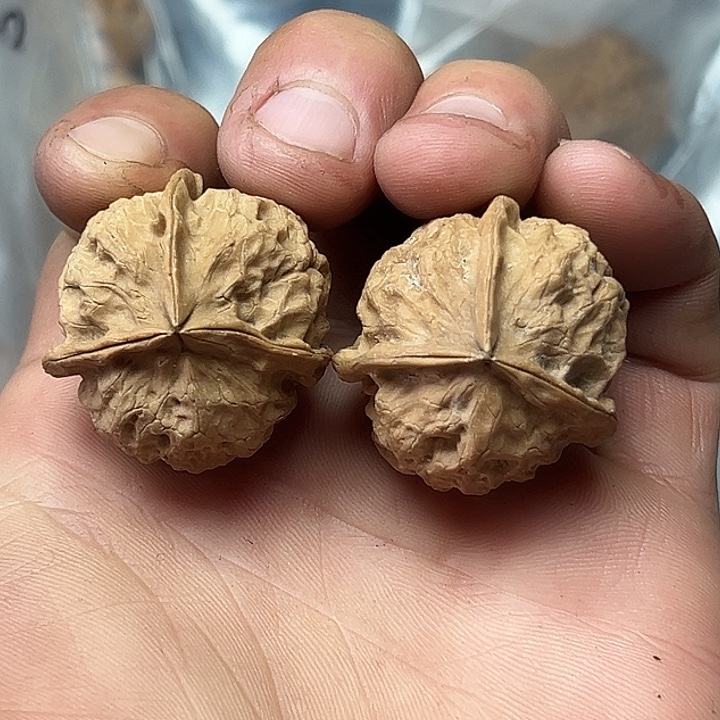 核桃17号揣兜三楞32尺