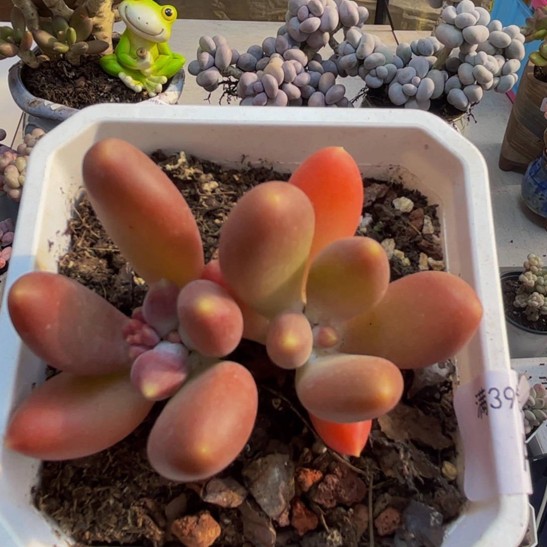 114/6cm芒果奶苗多肉