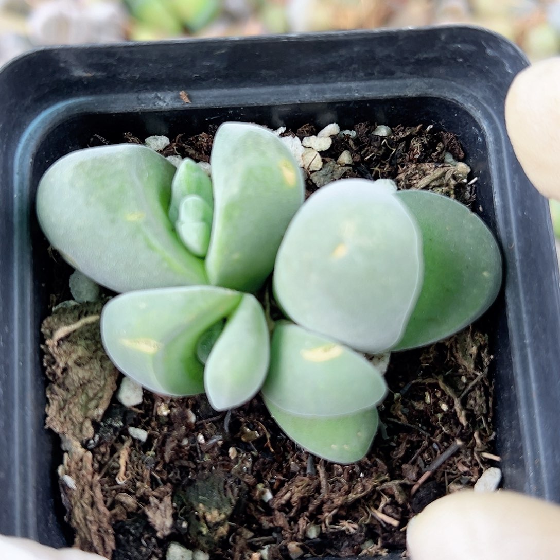 1001 好养易活生石花大母本