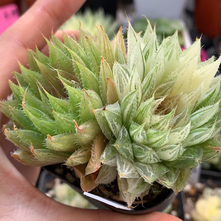 曲水锦带盆土发货