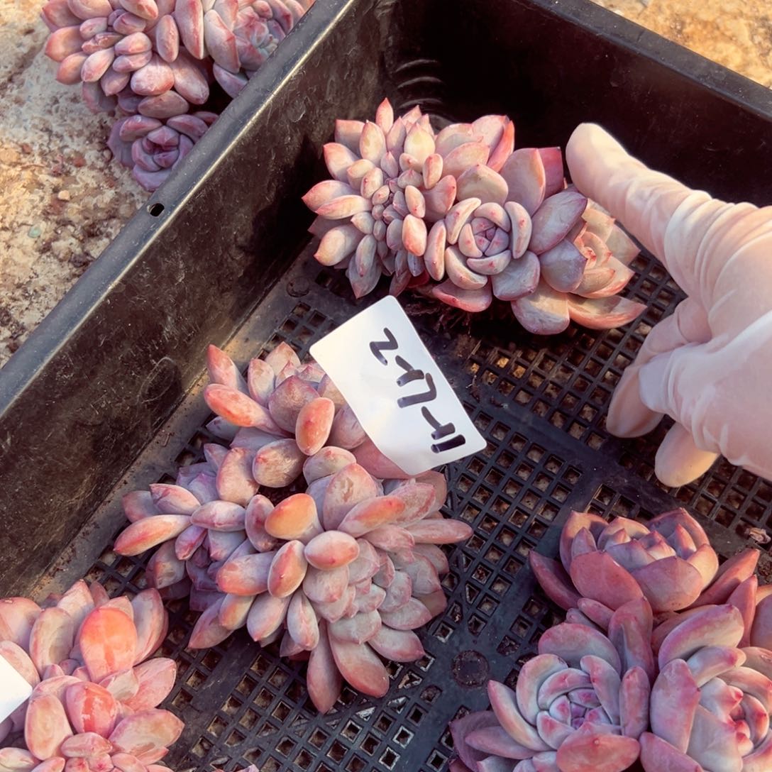 2-17-11静好多肉园艺