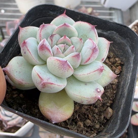 276如梦令多肉植物多