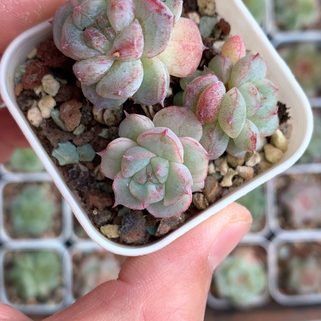 石化不包整。       7号