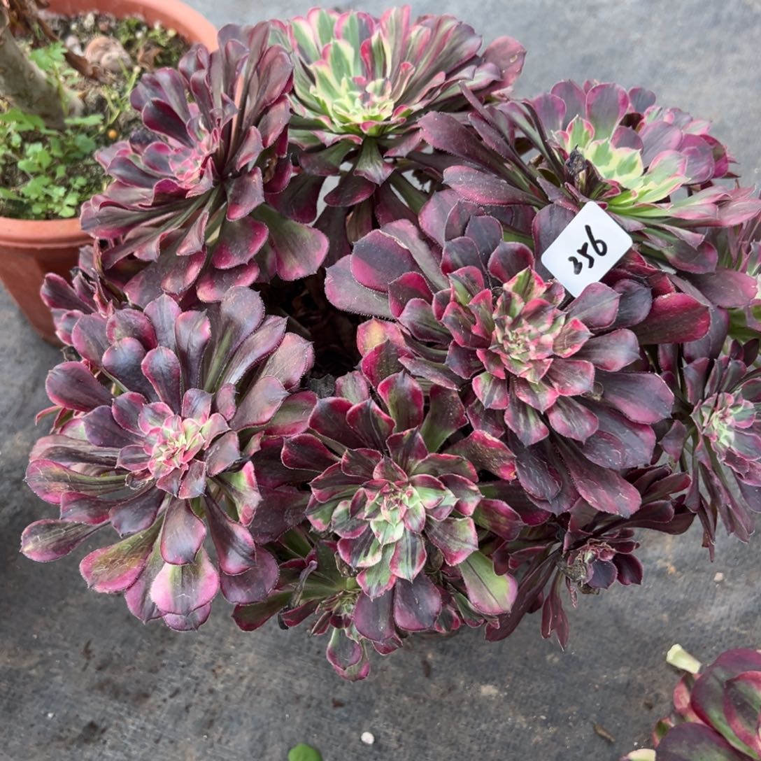 256桶花顺多肉椅子