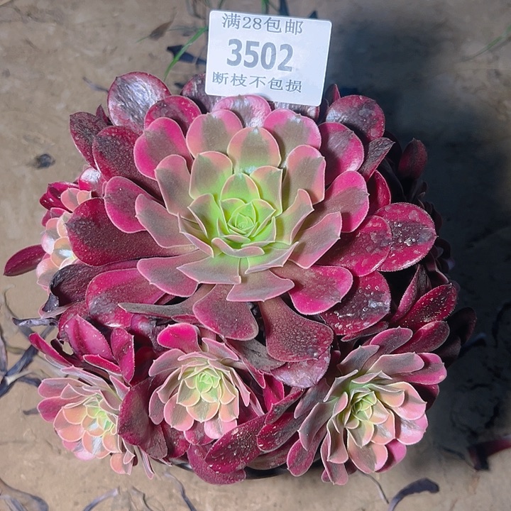 无花朵3502美杜莎多肉植物2号