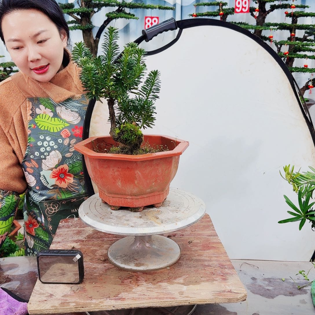 绿植罗汉松一物一pai