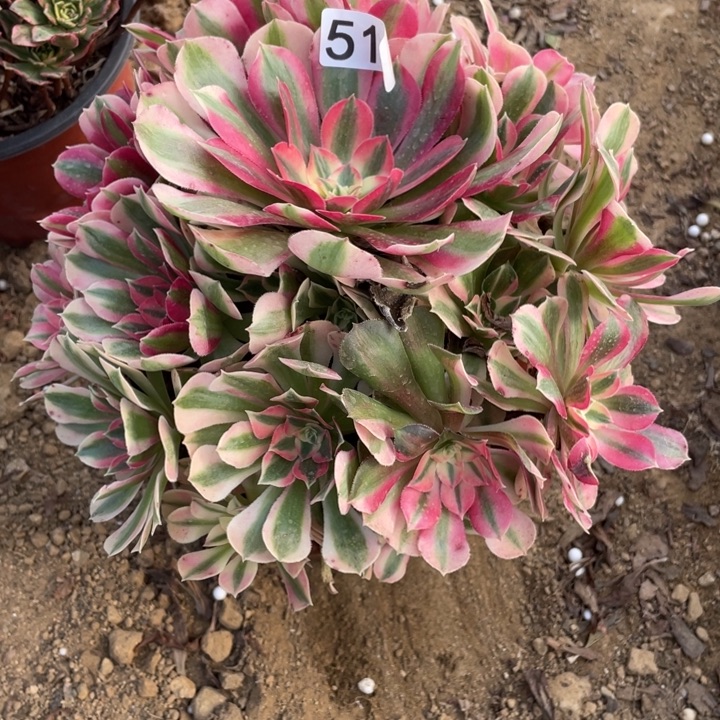 无花朵513粉女巫对肉植物