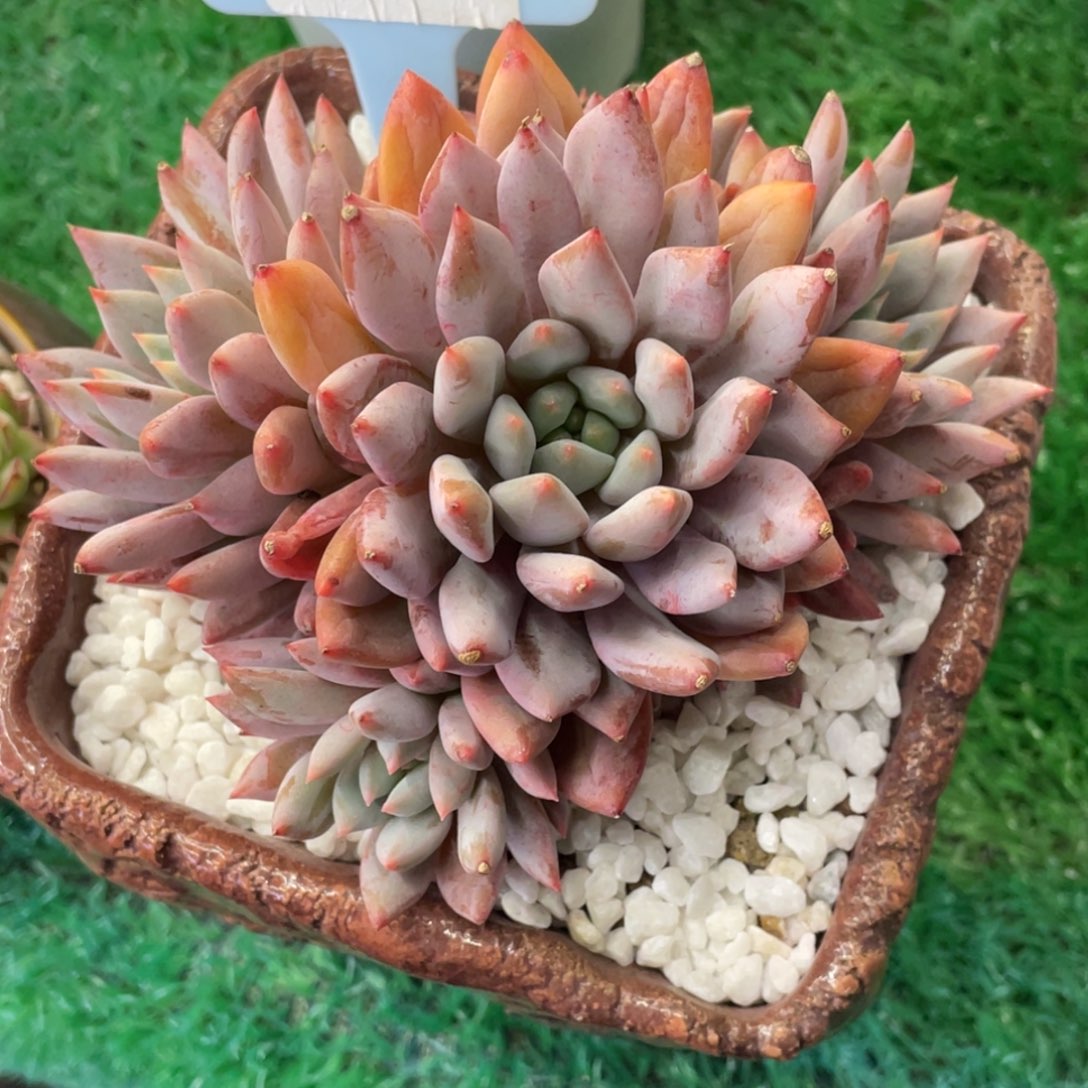 多肉植物盆栽多肉植物