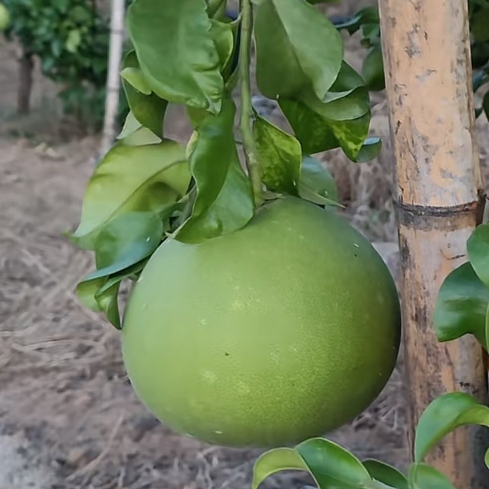 帝柚,水蜜柚,盆苗容器苗裸根苗,果苗,地栽盆栽,庭院种植