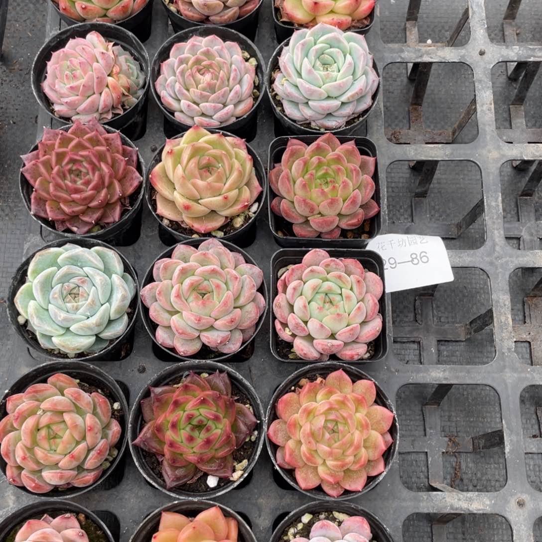 一物一拍18颗29-86