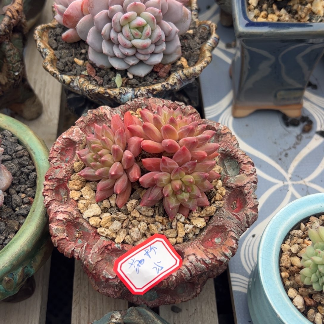 ****杯多肉植物多肉植物