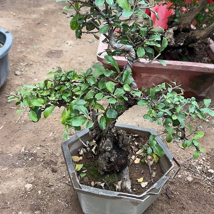 陈***m无花朵哈哈哈哈哈