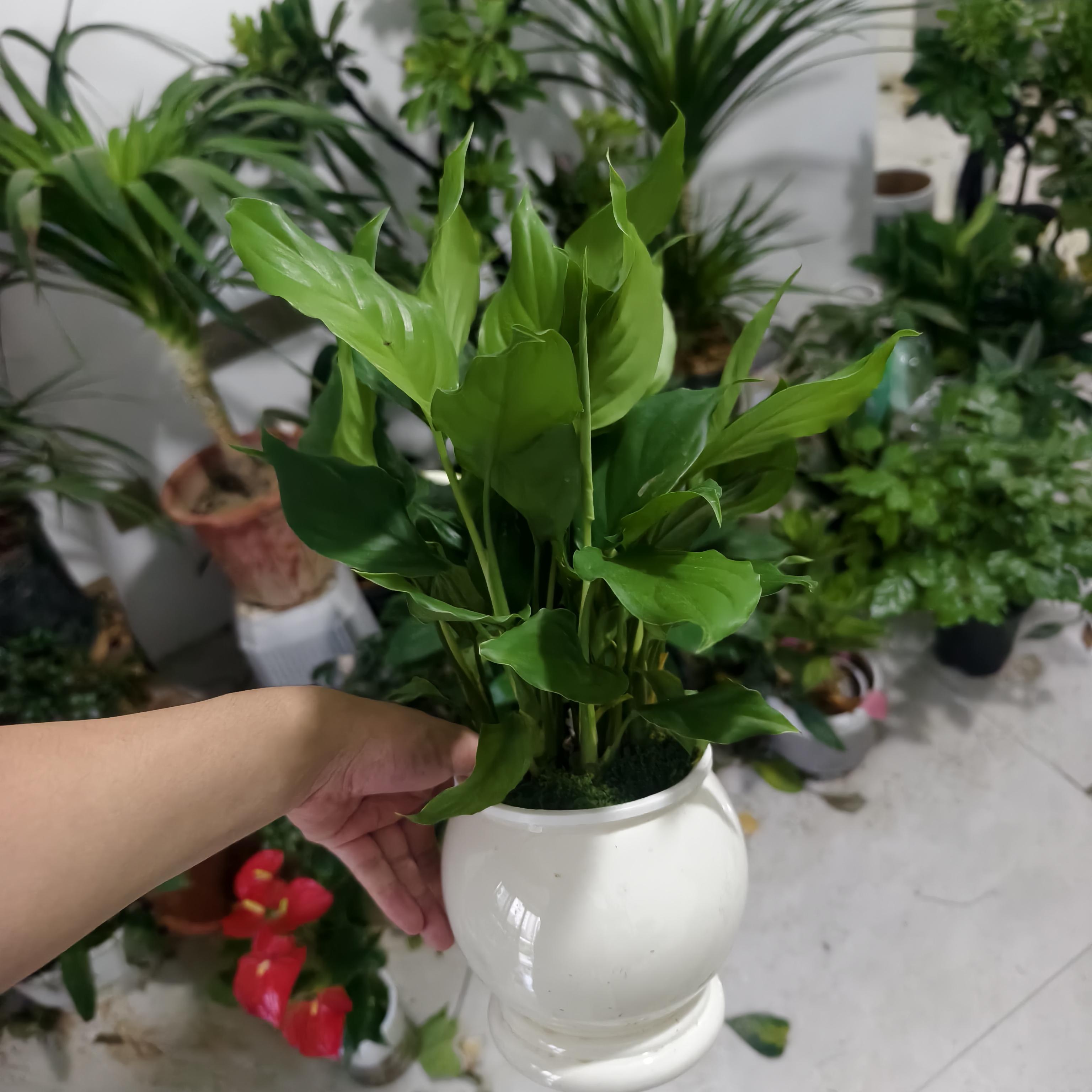 万年青泡水（代表生机勃勃健康长寿）