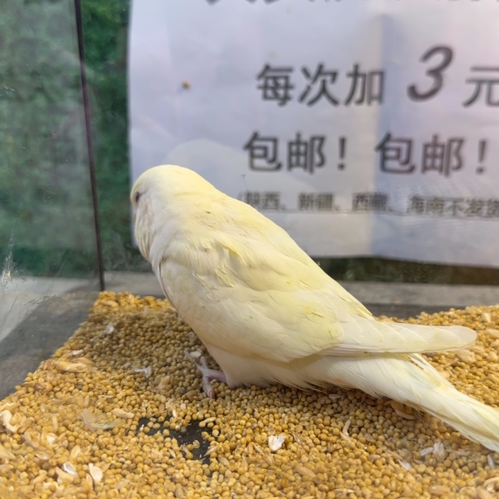 虎皮鹦鹉大头虎皮鹦鹉