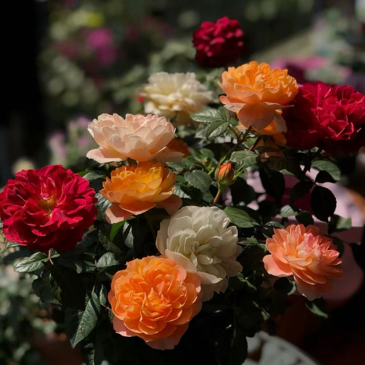 【混色月季花】云南精选多季节重复开多个品种混搭盆栽地栽