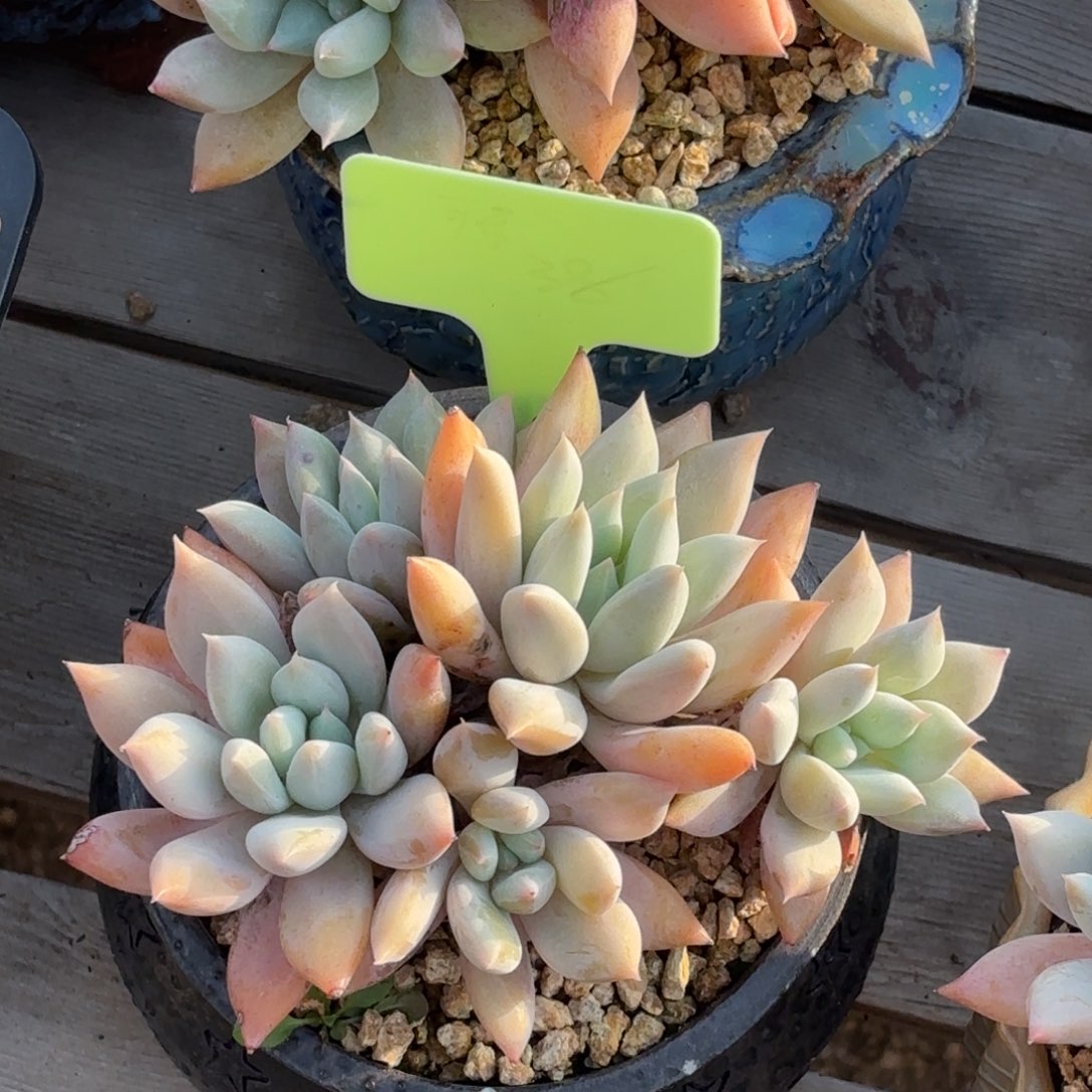 无花朵暮光巨人无砍自然群